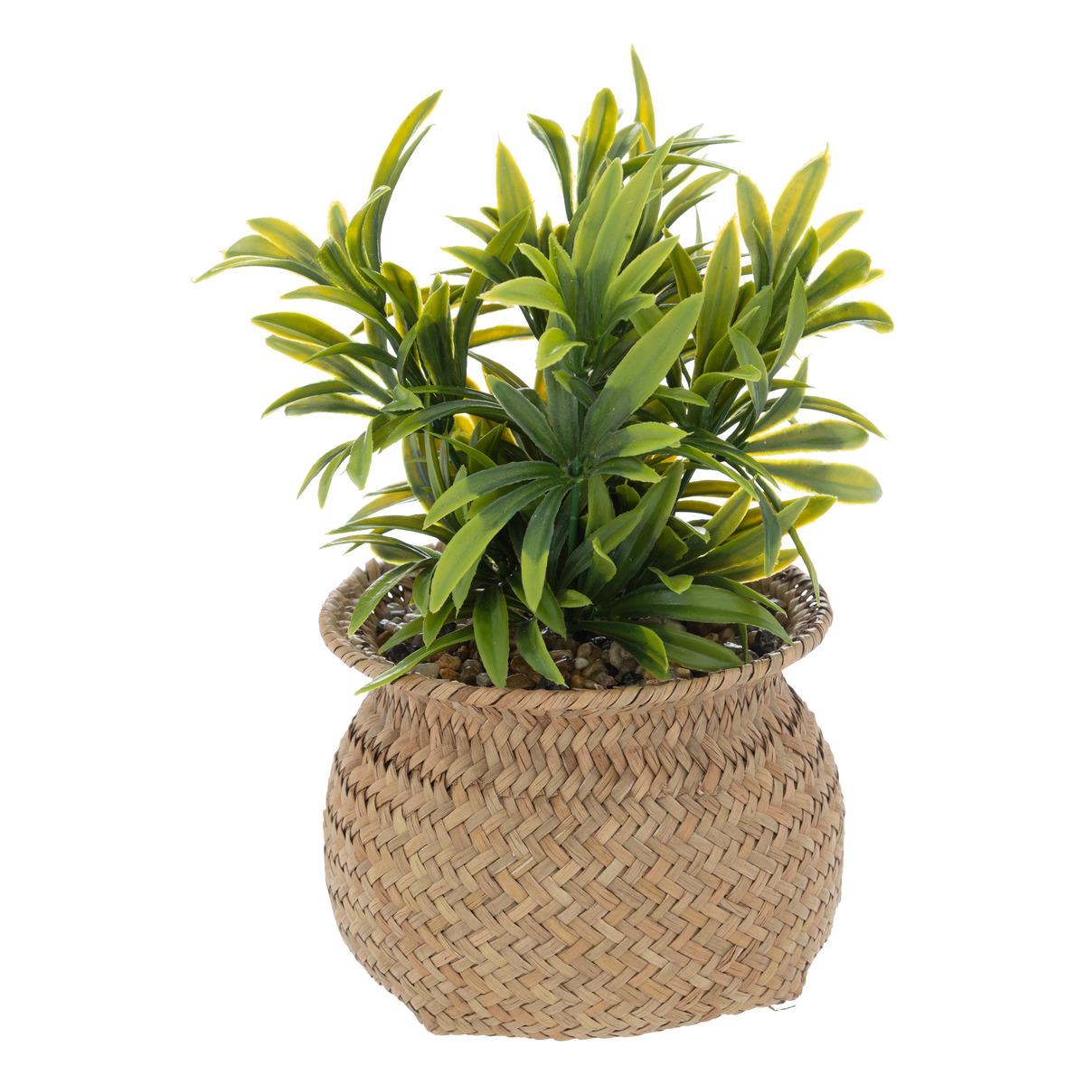 PLANTE POT NATUREL JIL H.20CM