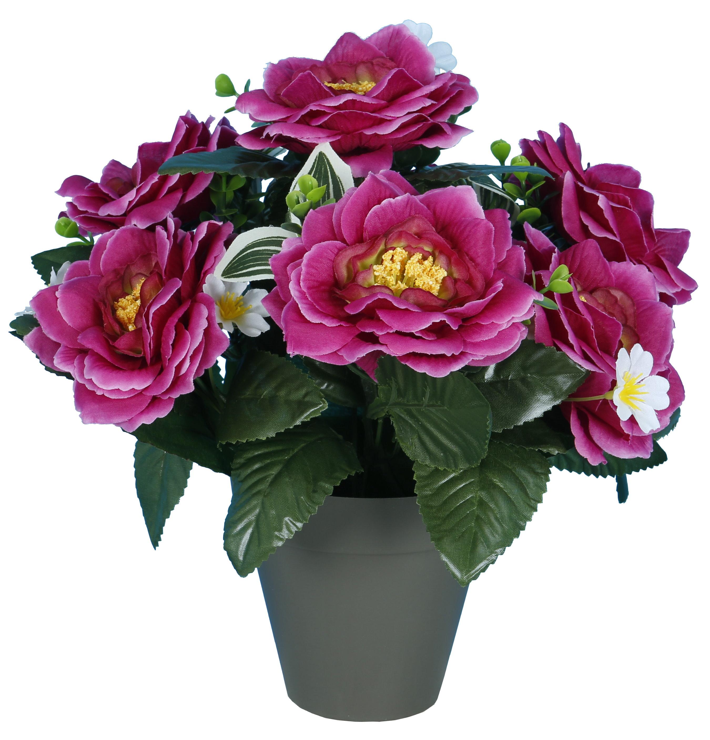 POT CAMELIAS
