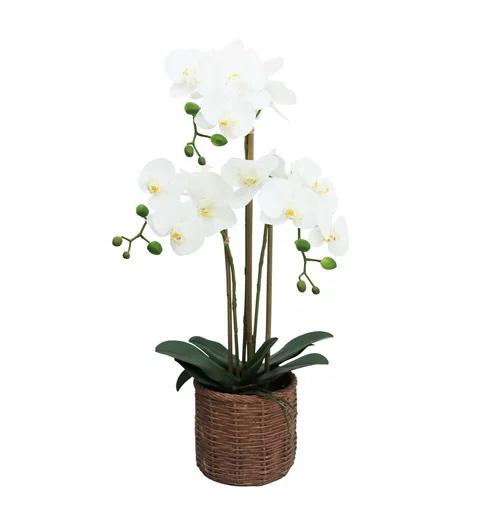 ORCHIDEES X3 EN POT CIMENT EFFET CANNAGE H.63CM