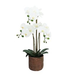 ORCHIDEES X3 EN POT CIMENT EFFET CANNAGE H.63CM