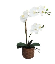 ORCHIDEES X2 EN POT CIMENT EFFET CANNAGE H.56CM