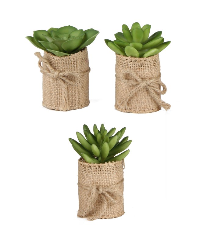 SUCCULENTES EN SAC JUTE H9CM