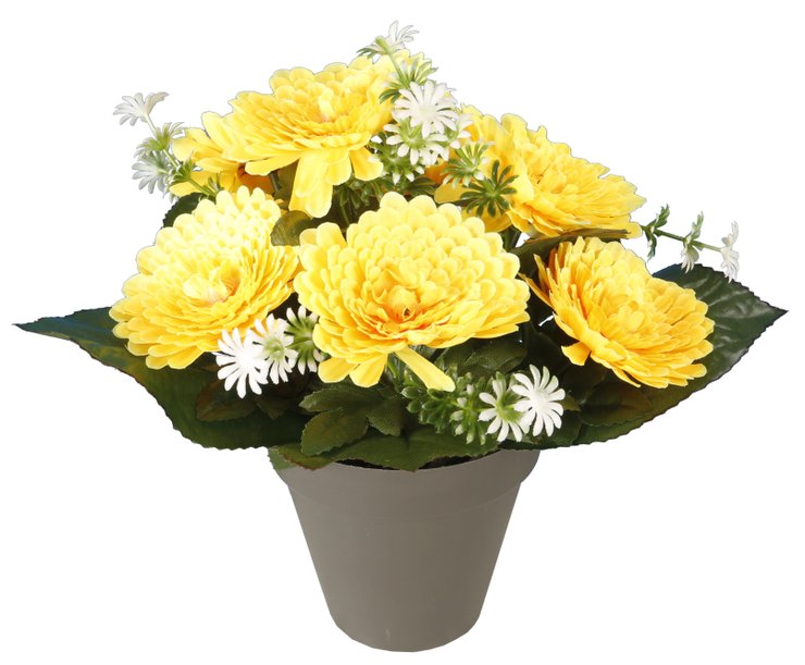 POT CHRYSANTHEMES