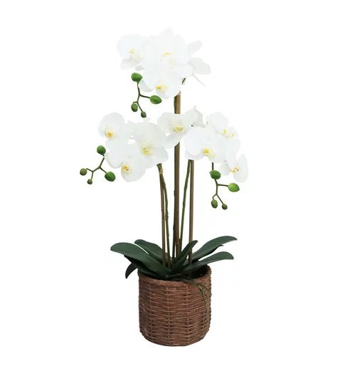 ORCHIDEES X3 EN POT CIMENT EFFET CANNAGE H.63CM