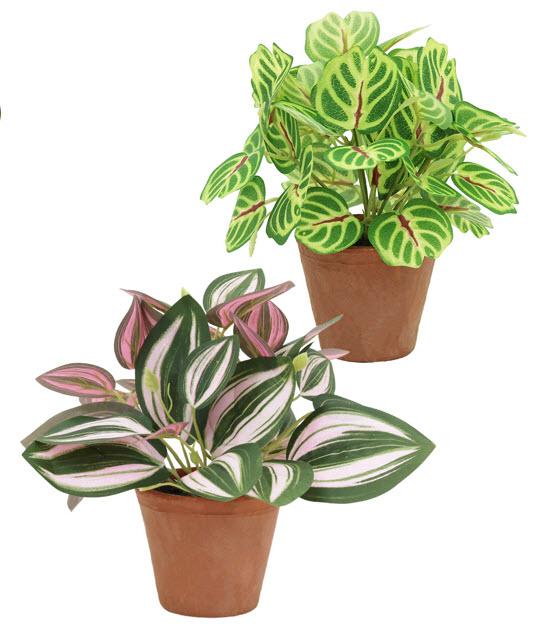 TRADESCANTIA CALATHEA MAKOYANA POT TERRE H.20CM