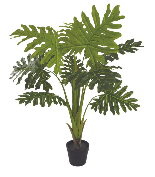 PHILODENDRON 9 FEUILLES POT H.110CM