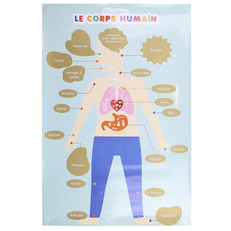 POSTER A GRATTER 60X40CM CORPS HUMAIN