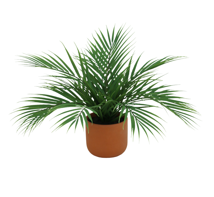 PALMIER ARECA 12 PALMES TERRACOTTA POT H.40CM