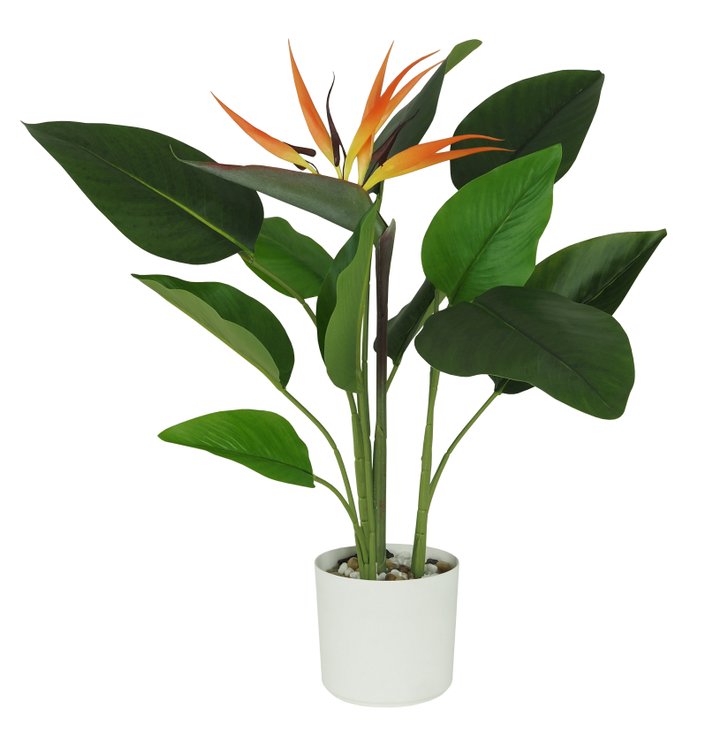 STRELITZIA OISEAU PARADIS POT NOIR H.60CM