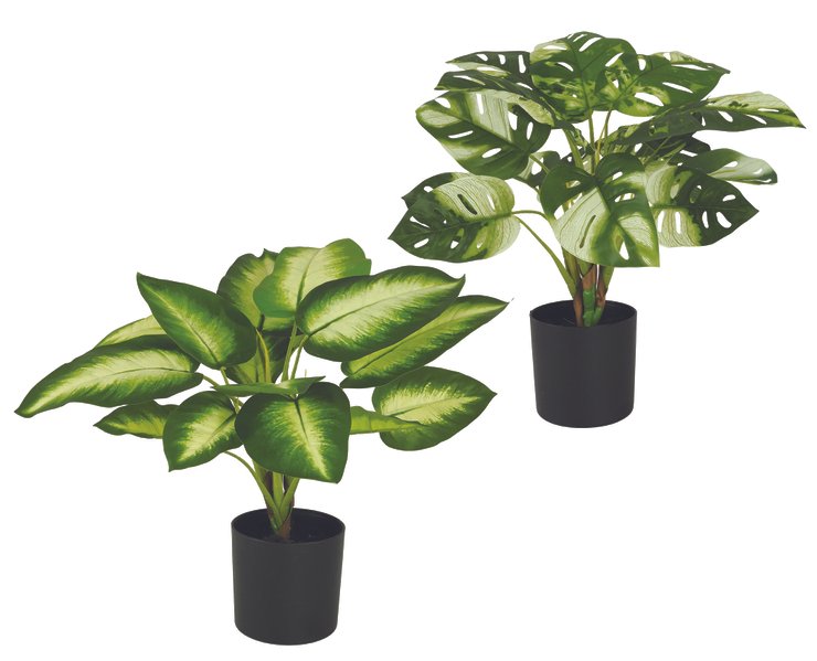 MONSTERA ET DIEFFENBACHIA 15 FEUILLES POT H.50CM