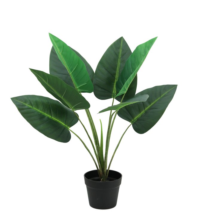 PLANTE ANTHURIUM POT H.70CM